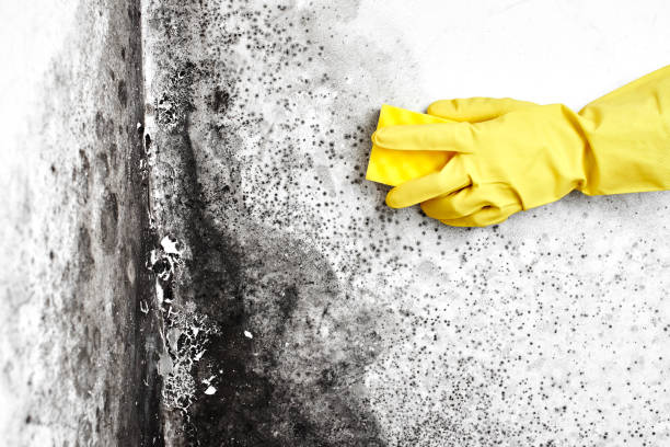 Best HVAC Mold Remediation in Double Oak, TX