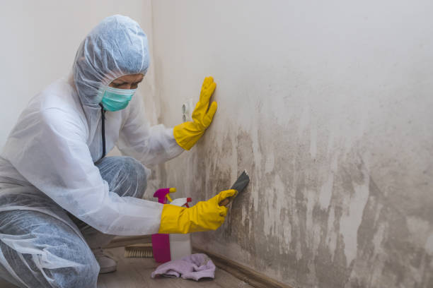 Best Residential Mold Remediation in Double Oak, TX