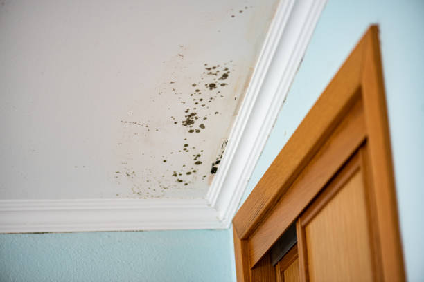 Trusted Double Oak, TX Mold Remediation Experts