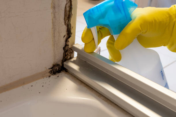 Best HVAC Mold Remediation in Double Oak, TX