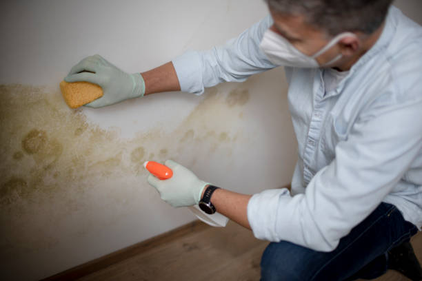 Best Attic Mold Remediation in Double Oak, TX