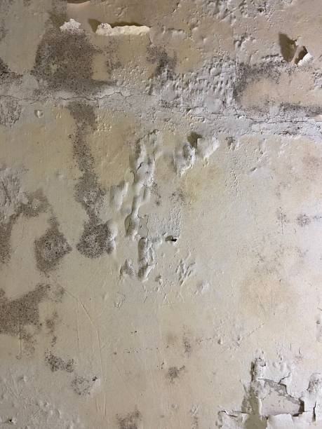 Best Crawl Space Mold Remediation in Double Oak, TX