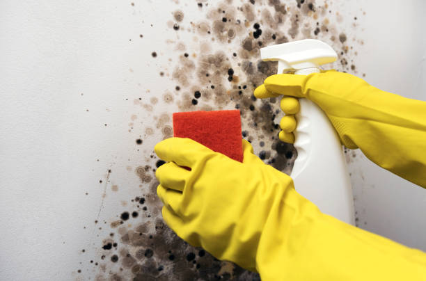 Best Bathroom Mold Remediation in Double Oak, TX