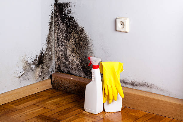 Best Bathroom Mold Remediation in Double Oak, TX