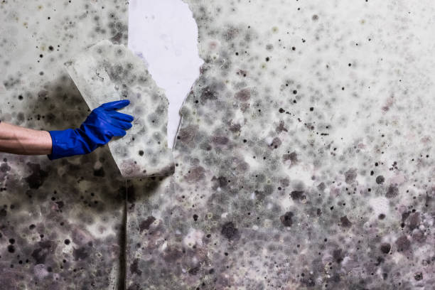Best White Mold Remediation in Double Oak, TX